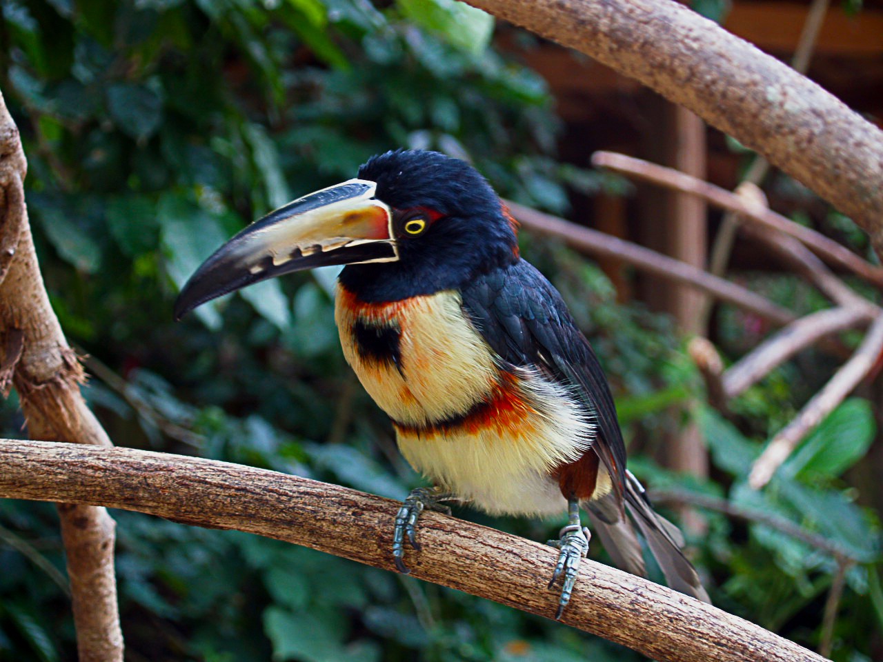 Halsbandarassari (Pteroglossus torquatus)