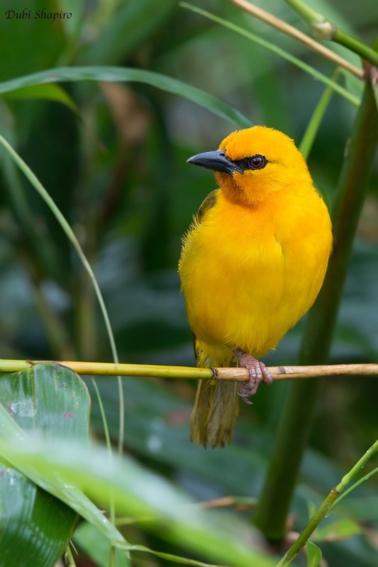 Koningswever (Ploceus aurantius)