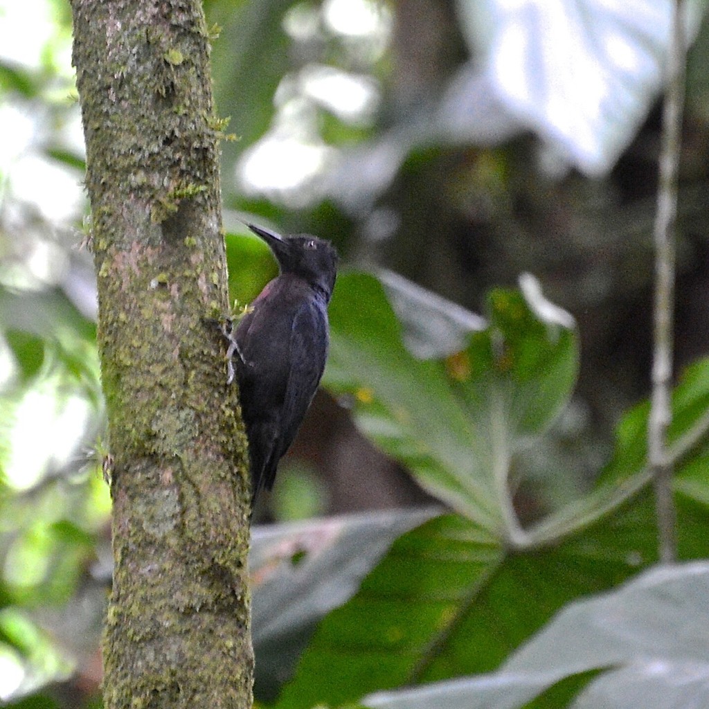 Guadeloupespecht (Melanerpes herminieri)