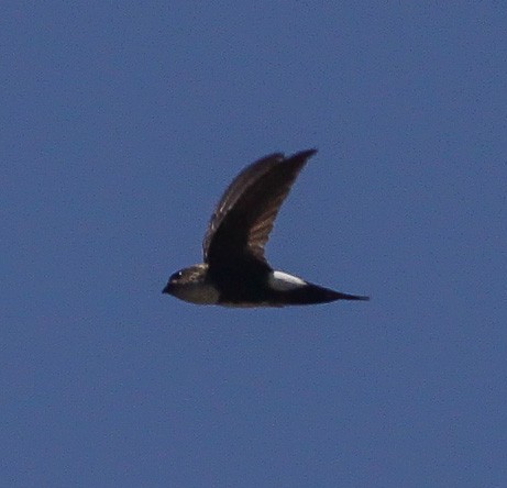 Neotropical Palm-swifts (Tachornis)