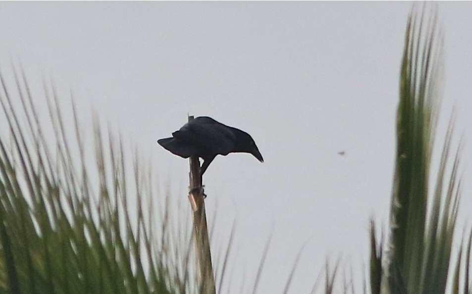 ヒスパニオラガラス (Corvus leucognaphalus)