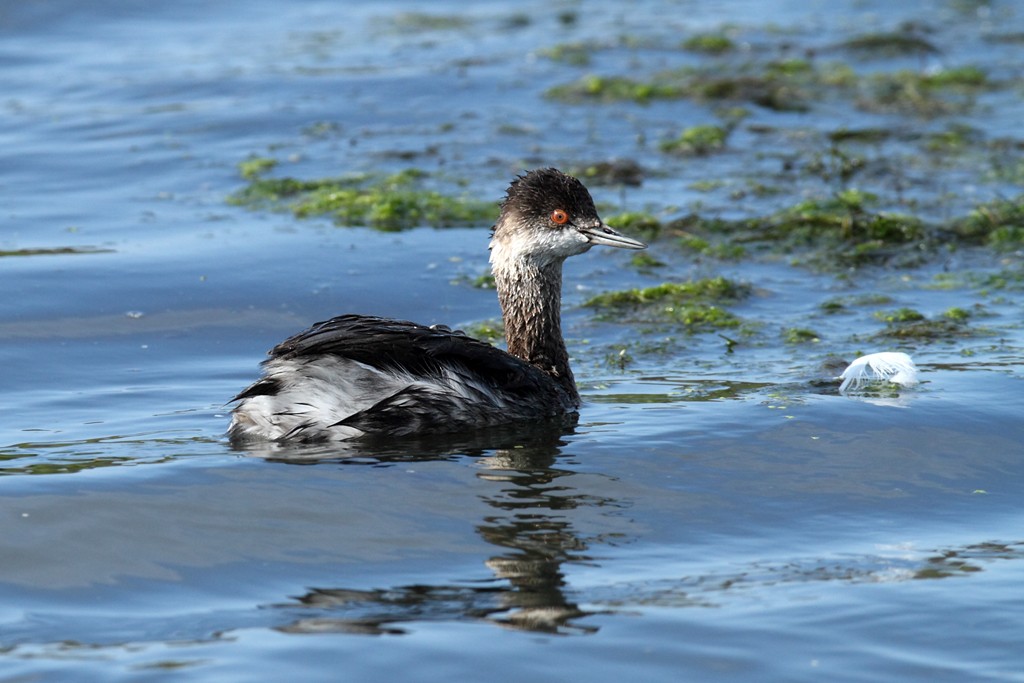 Поганки (Podiceps)