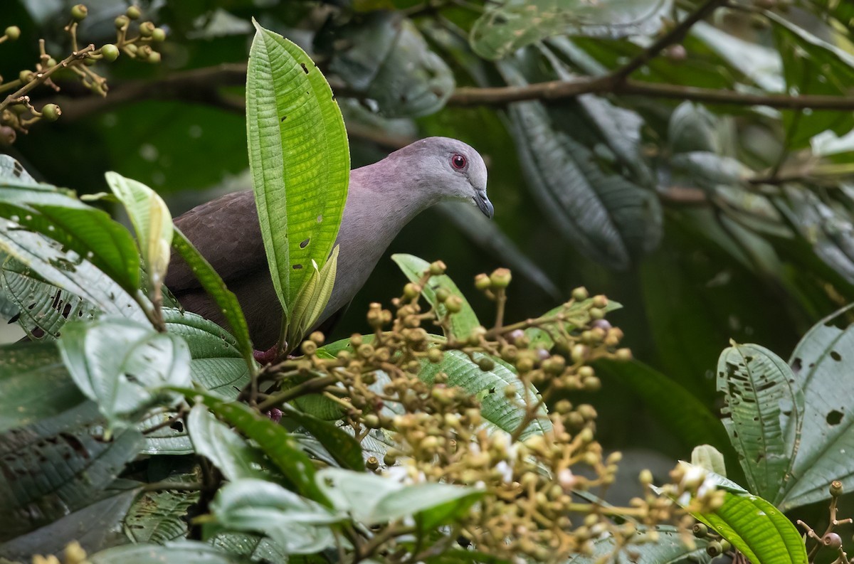 Pomba-parda (Patagioenas goodsoni)