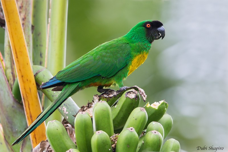 Papagaio-mascarado (Prosopeia personata)