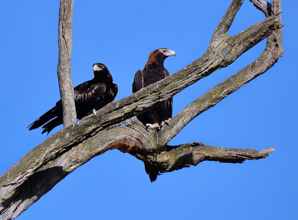 Wedge-tailed Eagle (Aquila audax)