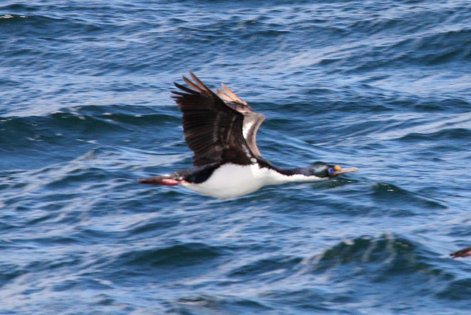 Imperial Shag (Leucocarbo atriceps)