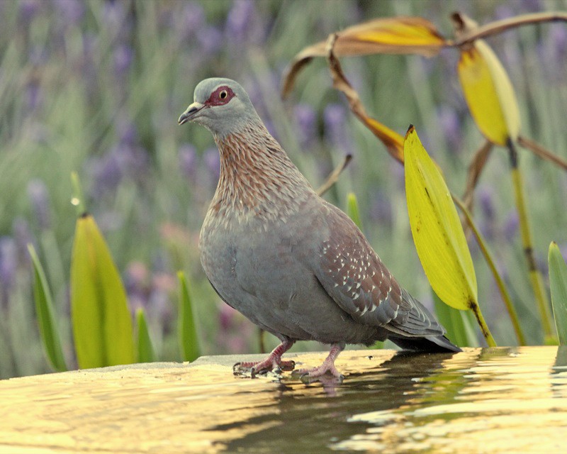 Gespikkelde Duif (Columba guinea)