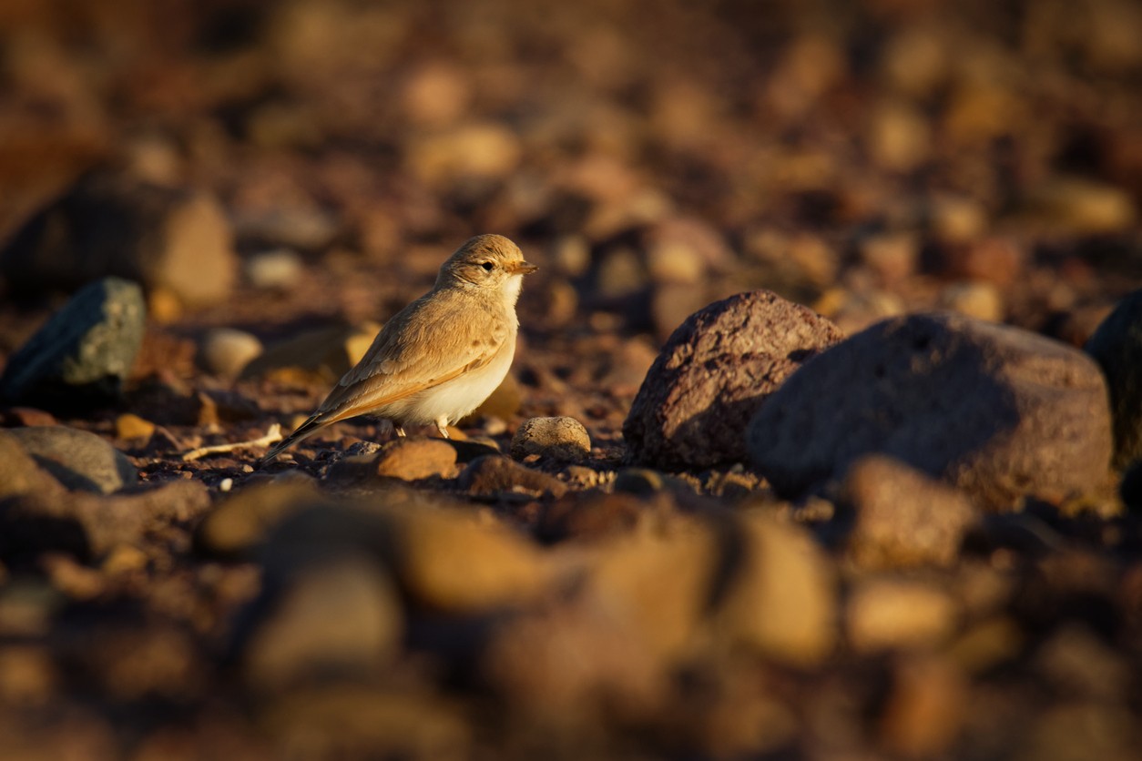 Sandlerche (Ammomanes cinctura)