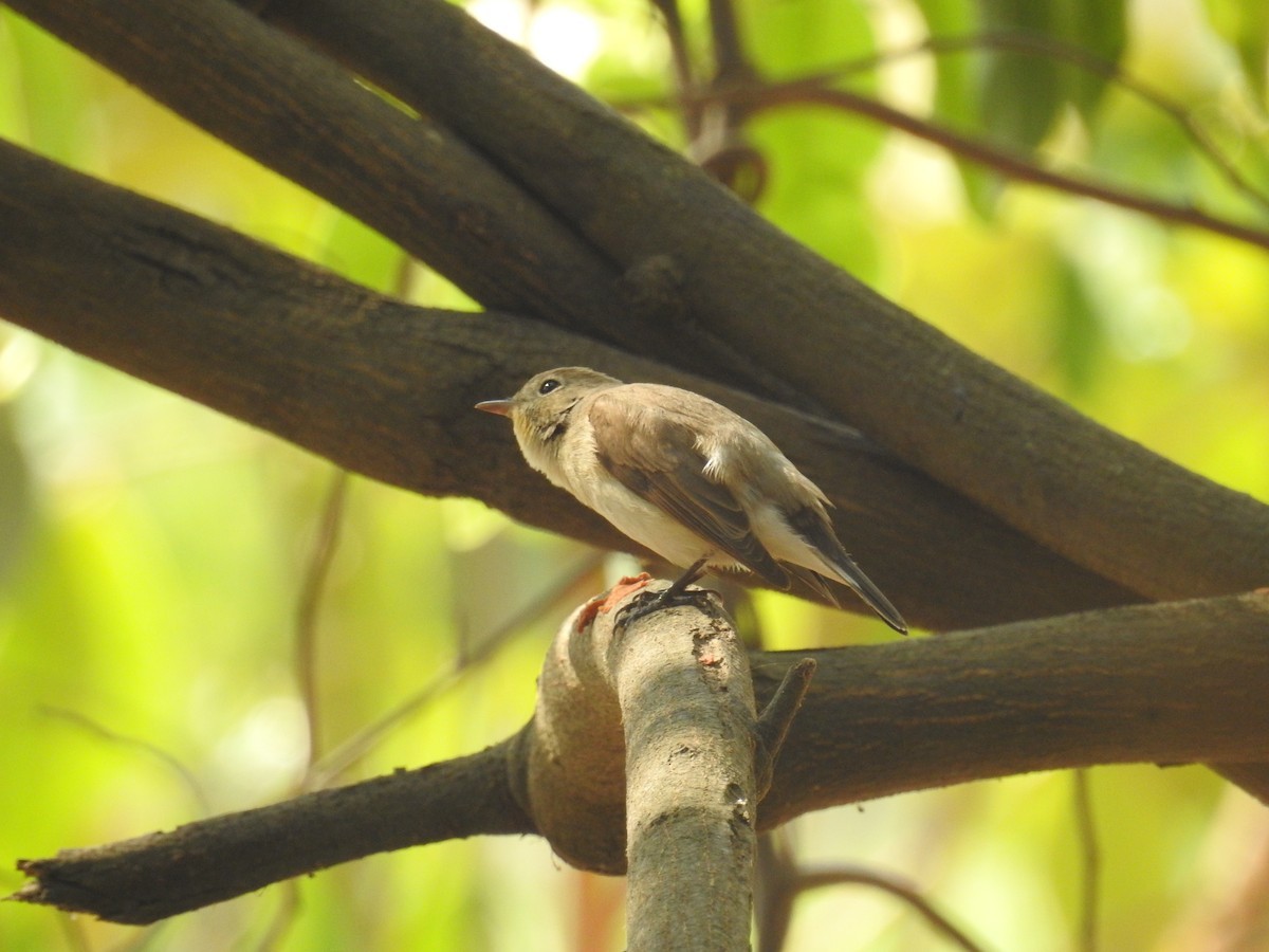 Papamoscas de Cachemira (Ficedula subrubra)