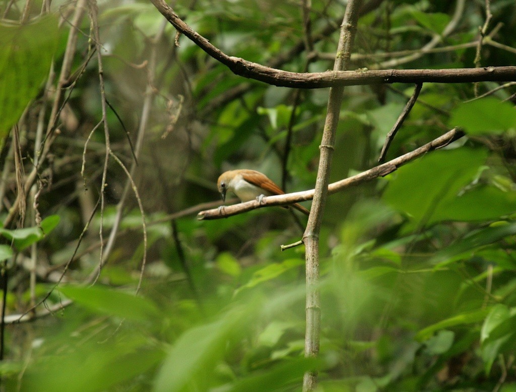 Karopibrilvogel (Tephrozosterops stalkeri)