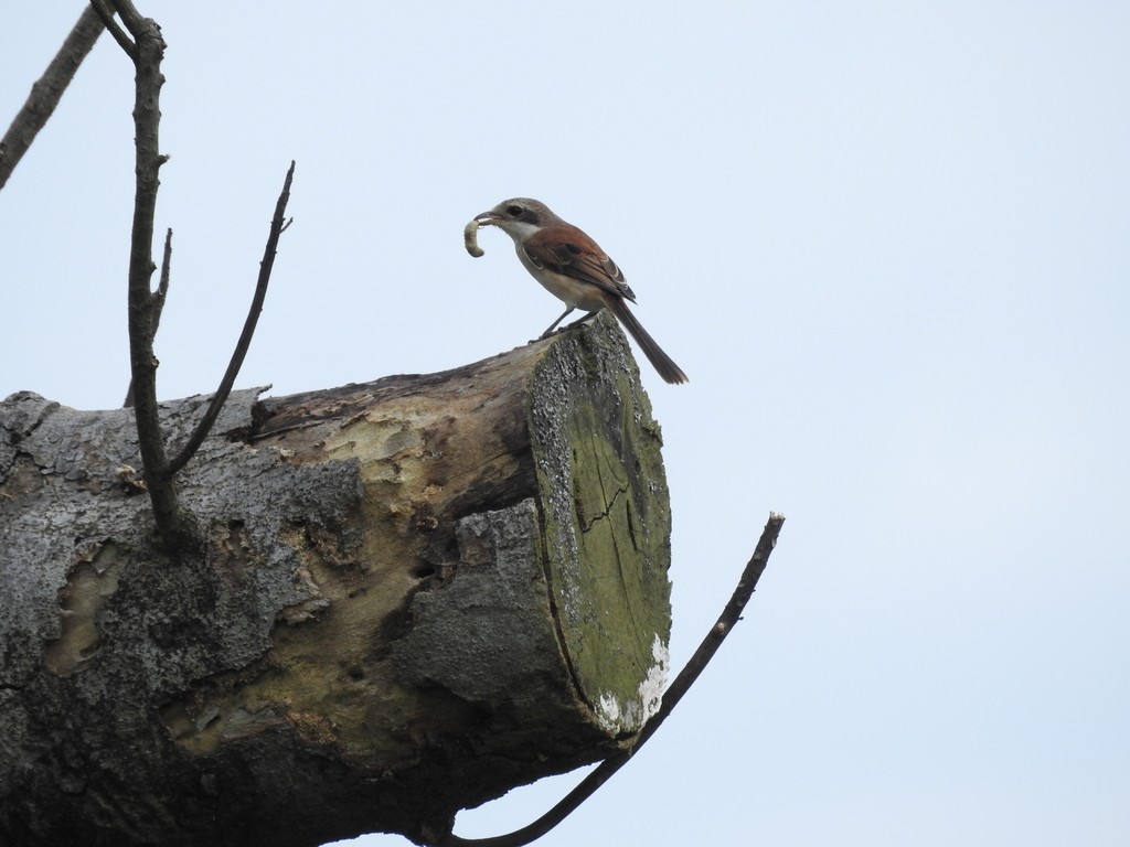 True shrikes (Laniidae)