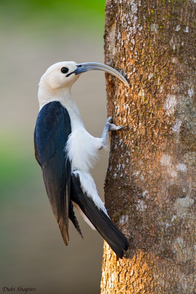 Vanga-de-bico-curvo (Falculea palliata)