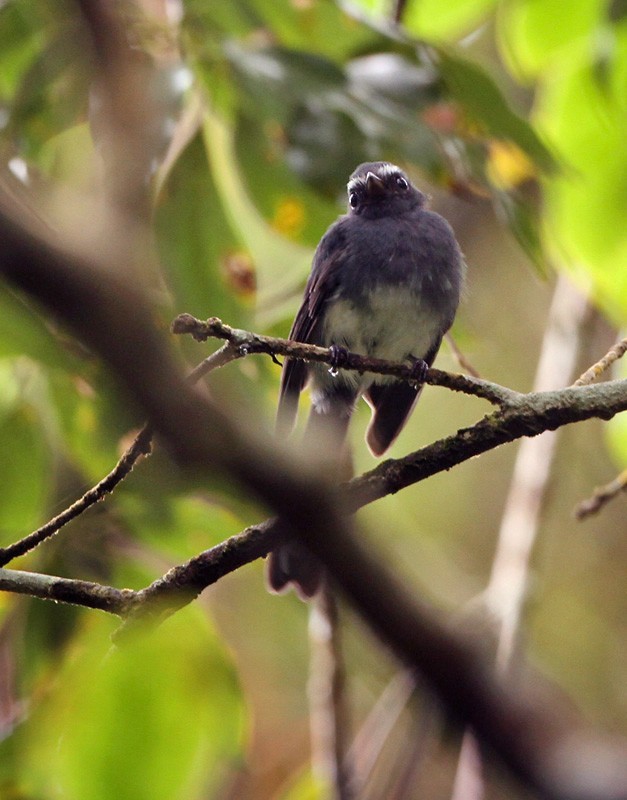 White-bellied Fantail (Rhipidura euryura)