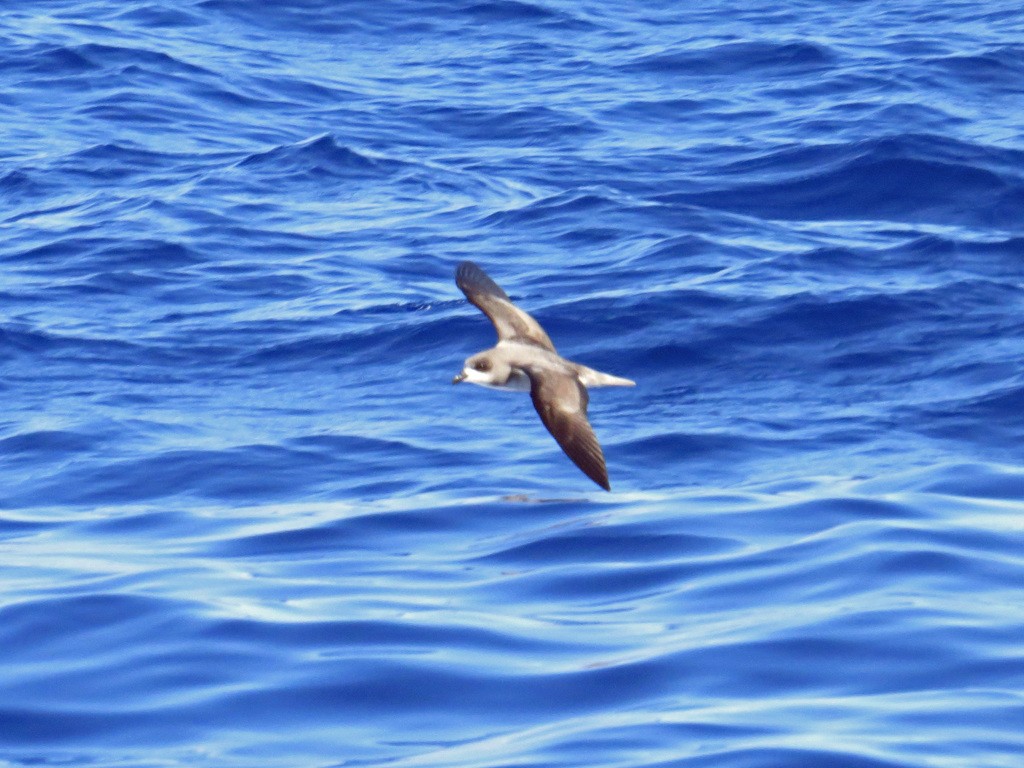 Petrel Freira (Pterodroma madeira)