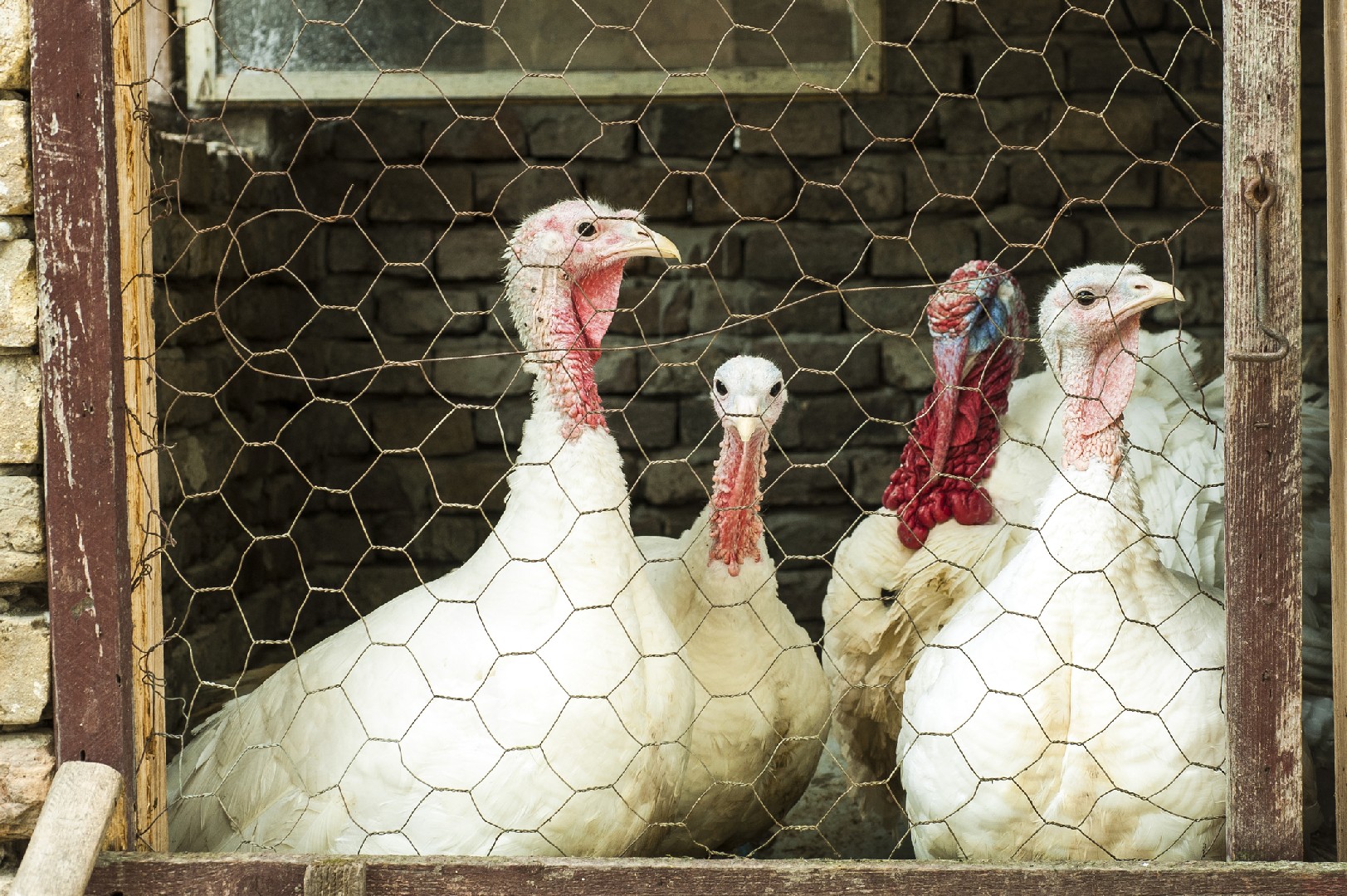 Beltsville Small White Turkey (Meleagris gallopavo domesticus 'Beltsville Small White')