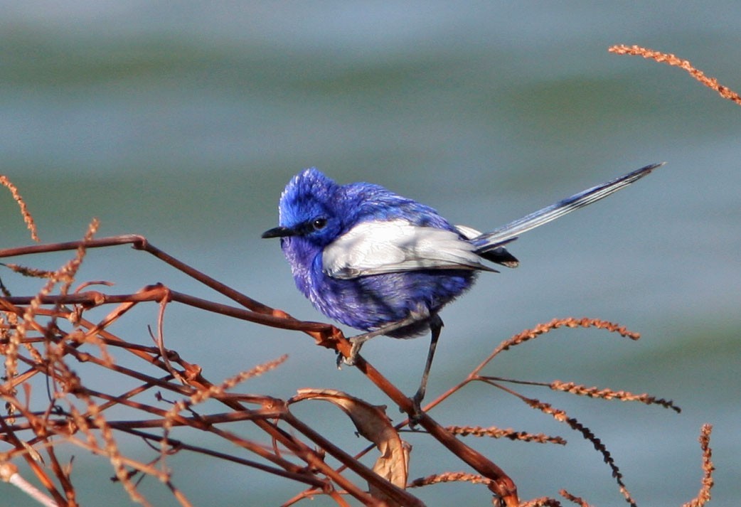 藍白細尾鷯鶯 (Malurus leucopterus)