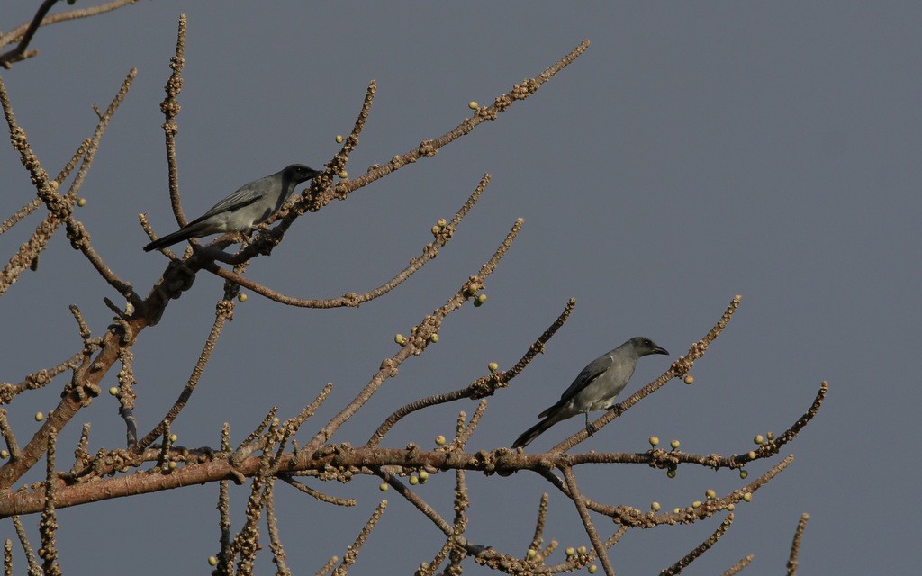 Wallacearupsvogel (Coracina personata)