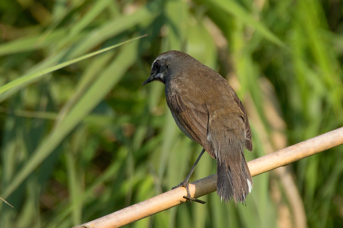 Ruiseñor pechinegro chino (Calliope tschebaiewi)