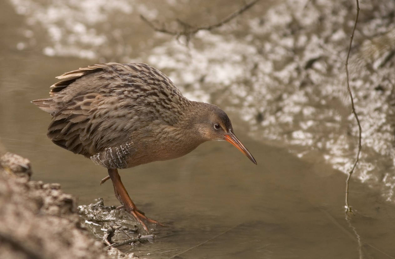 Râle gris (Rallus longirostris)