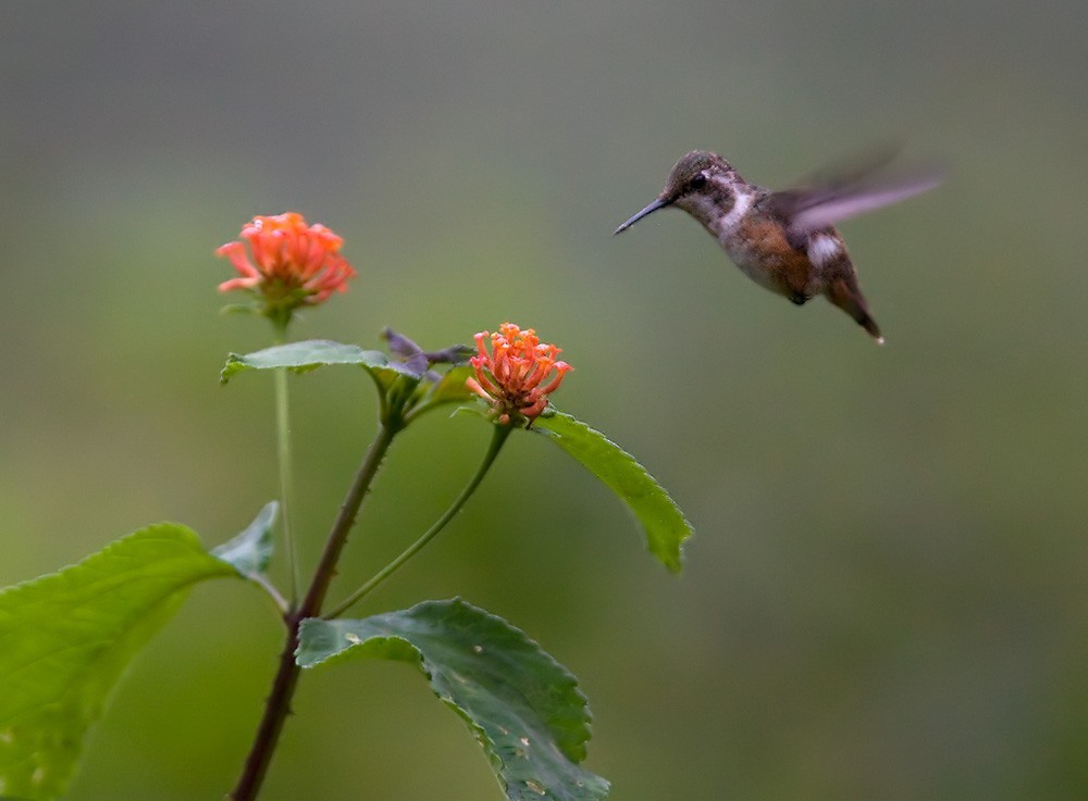 Colibrí amatista (Calliphlox amethystina)