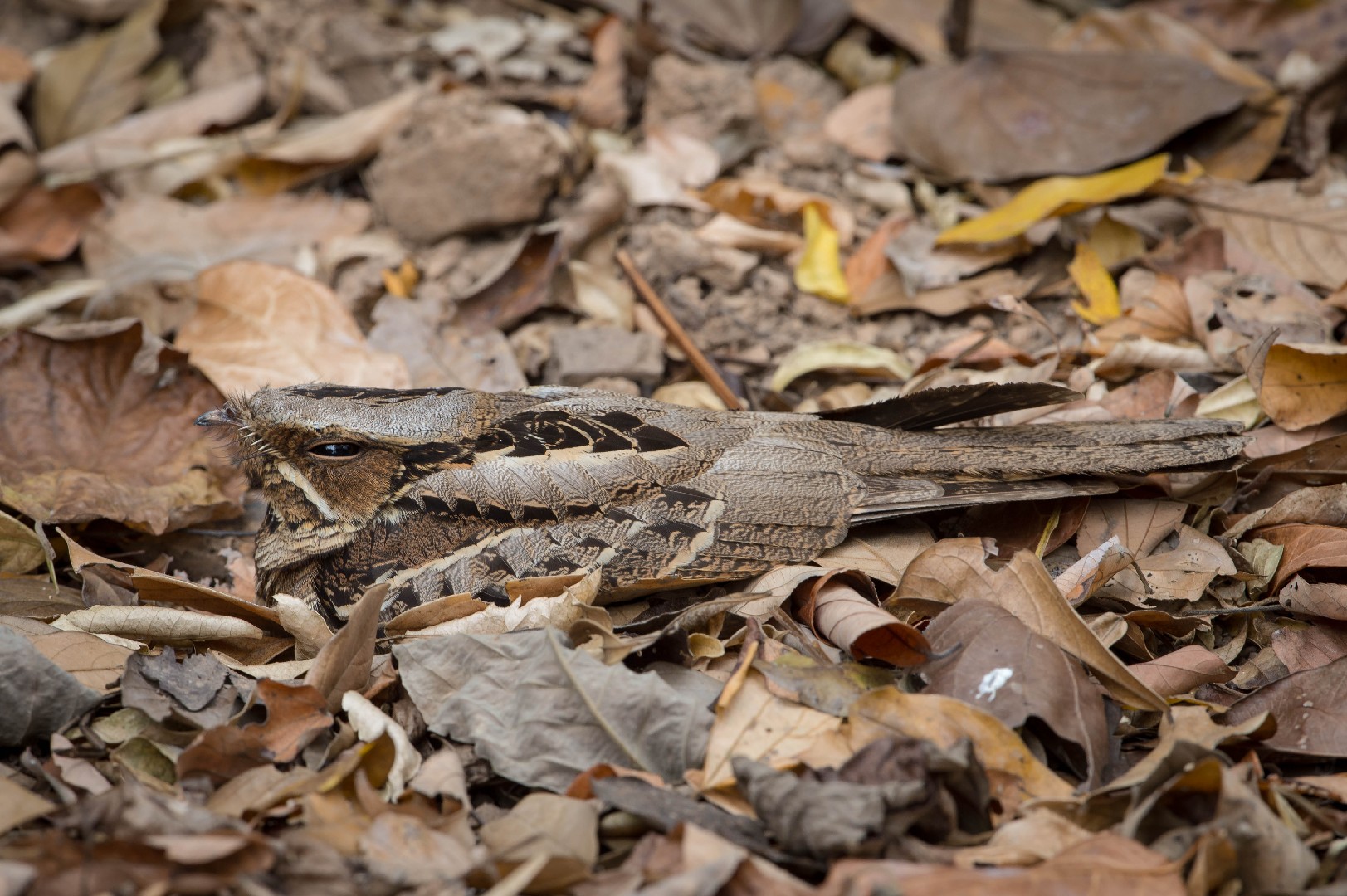 سبد رمادي (Caprimulgus jotaka)