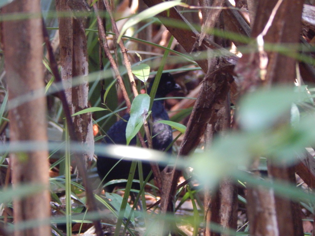 クマシャコ (Melanoperdix niger)