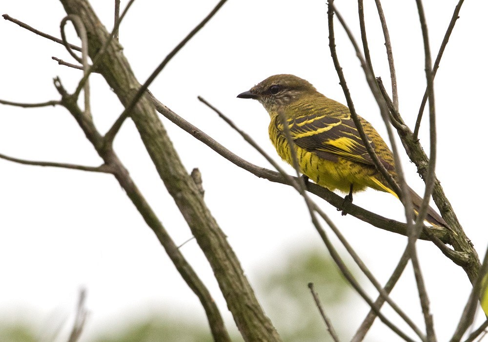 Oruguero de Petit (Campephaga petiti)