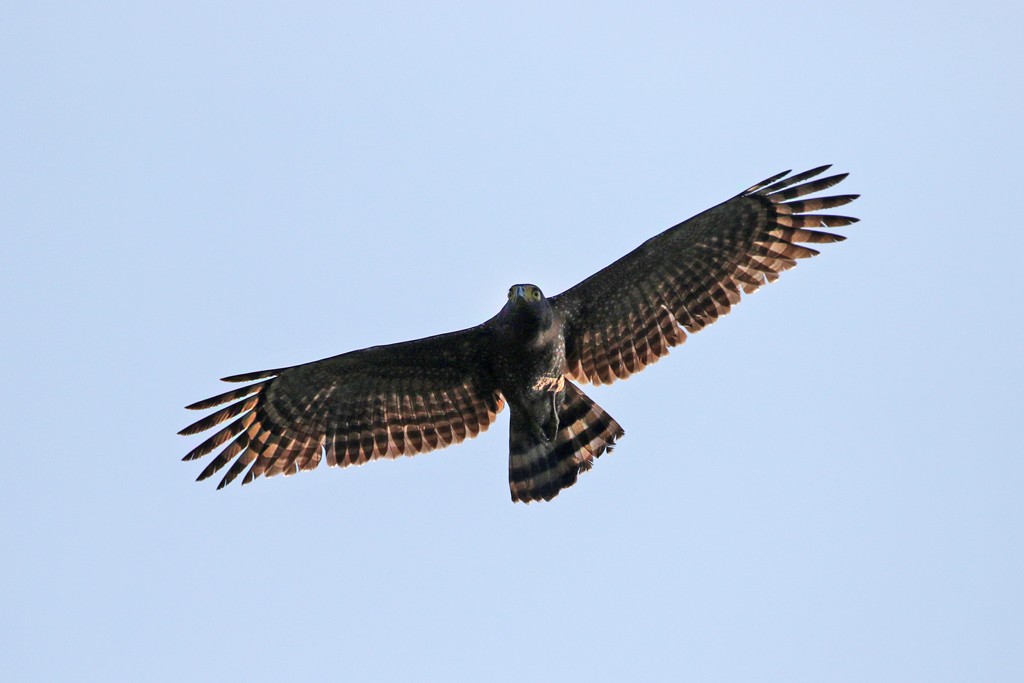 Philippine Serpent Eagle (Spilornis holospilus)