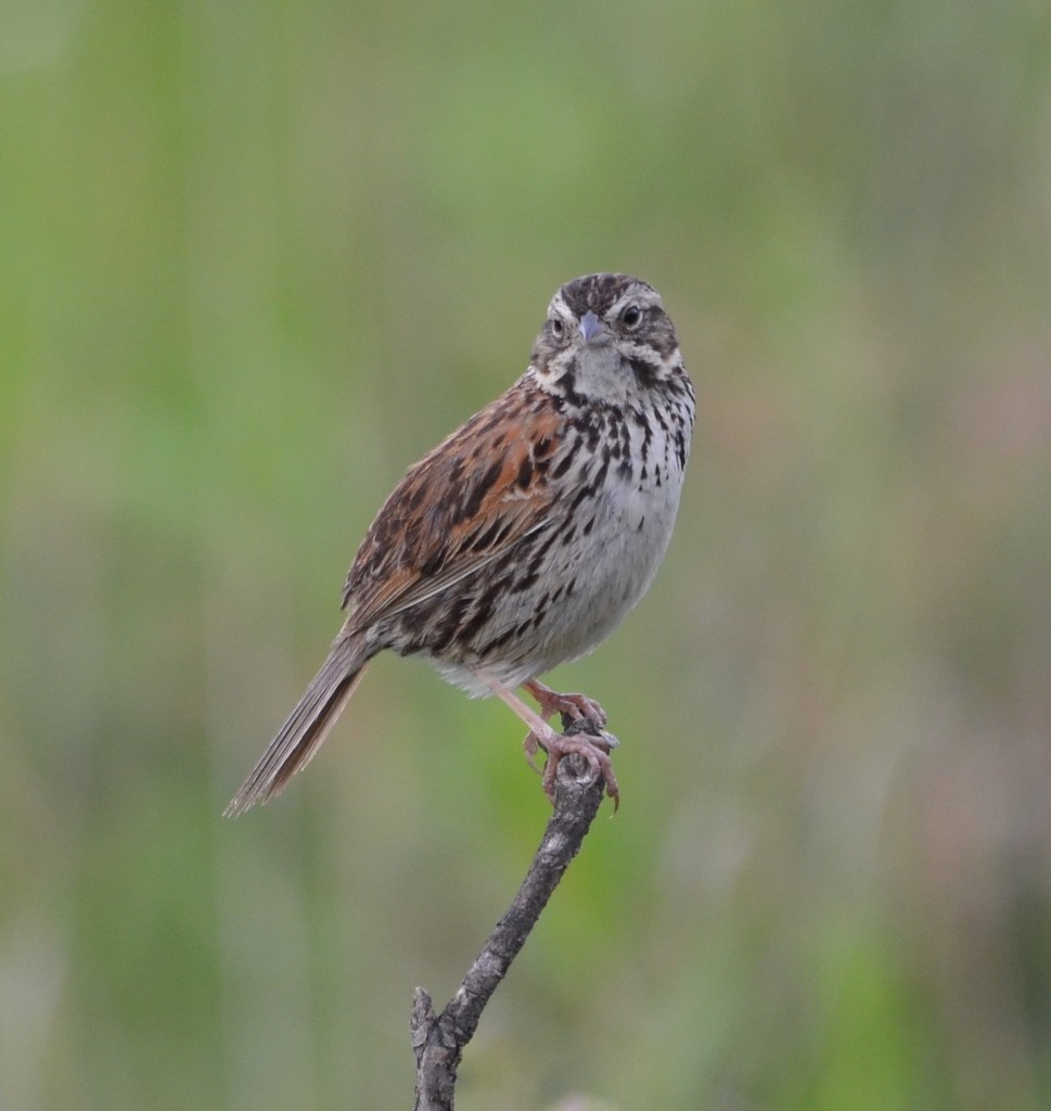 Sierra Madre Sparrow (Xenospiza)