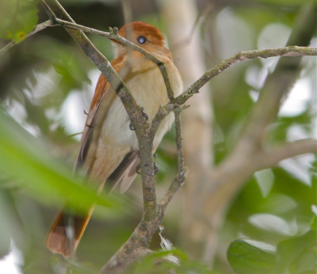 Casiornis (Casiornis)
