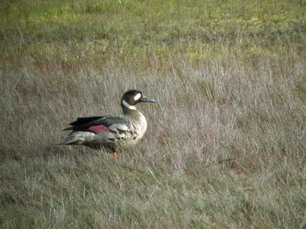 Bronze-winged Duck (Speculanas specularis)