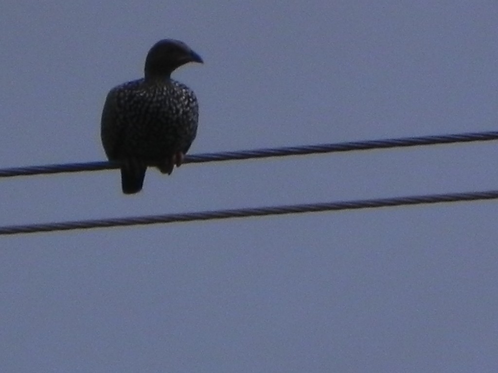 Francolín pintojo (Francolinus pictus)