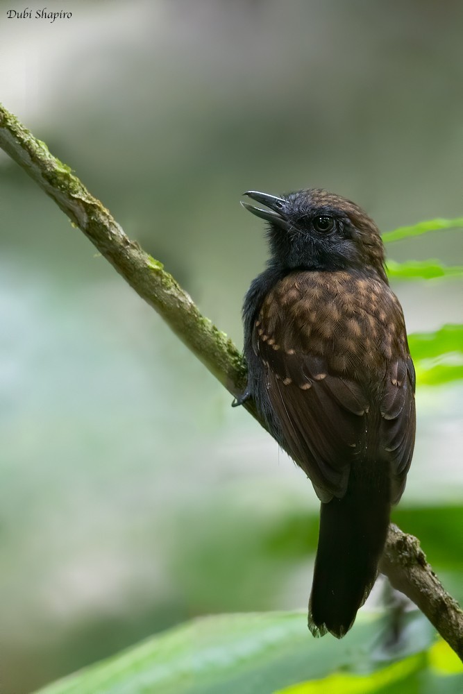 Batara masqué (Xenornis setifrons)