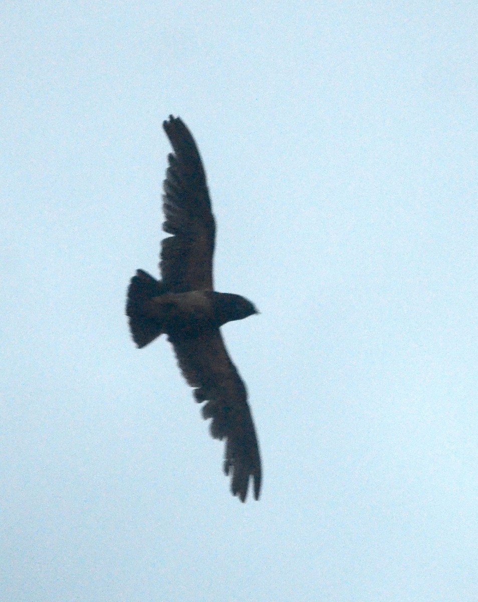 Short-tailed and Rufous-bellied Nighthawks (Lurocalis)