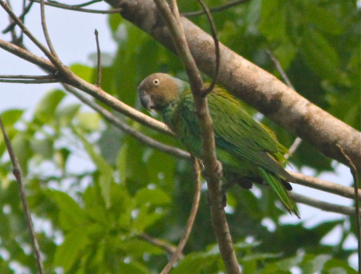 Lorito carirrojo (Geoffroyus geoffroyi)