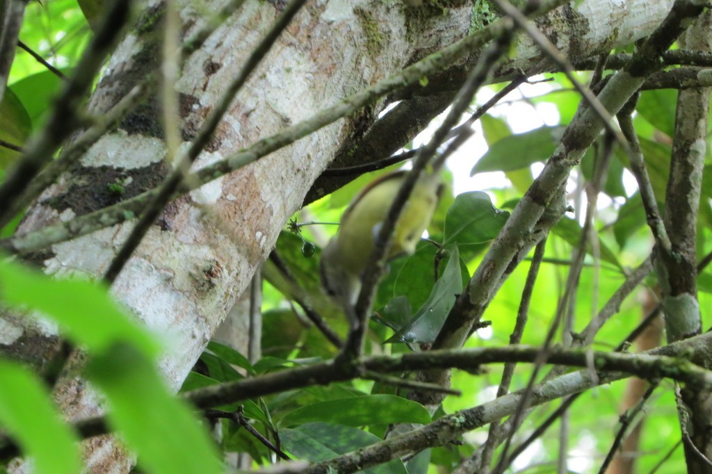 Tiluchí alirrufo sureño (Herpsilochmus rufimarginatus)