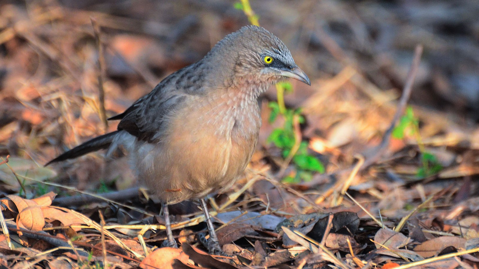 Large Grey Babbler (Argya malcolmi)