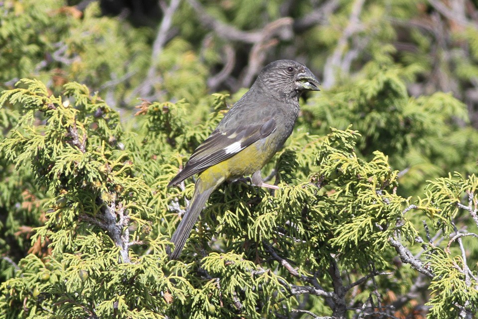 Palearctic Grosbeaks (Mycerobas)