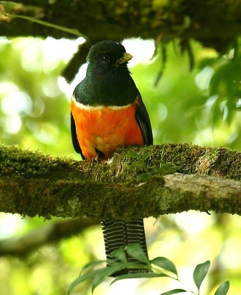 キヌバネドリ属 (Trogon)