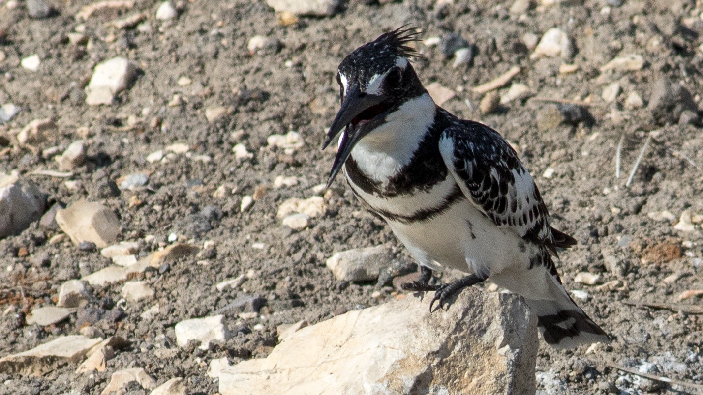 خاطف ظله (Ceryle rudis)