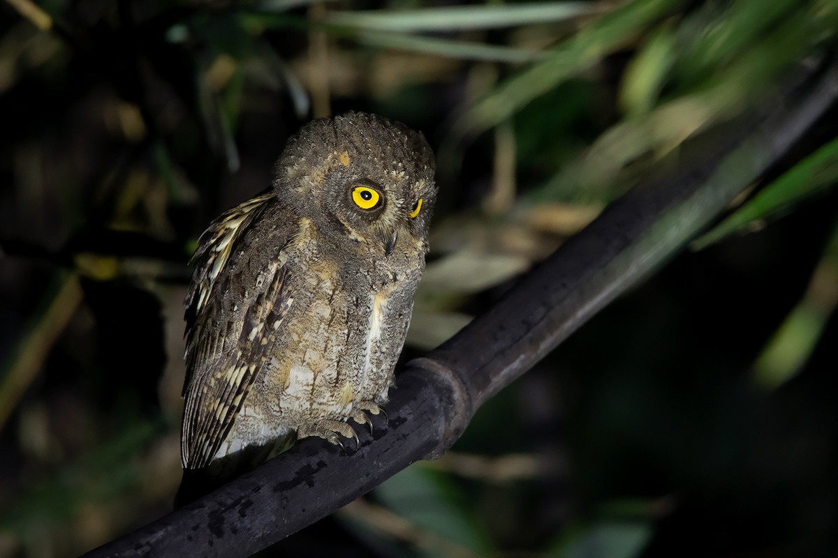 Autillo oriental (Otus sunia)