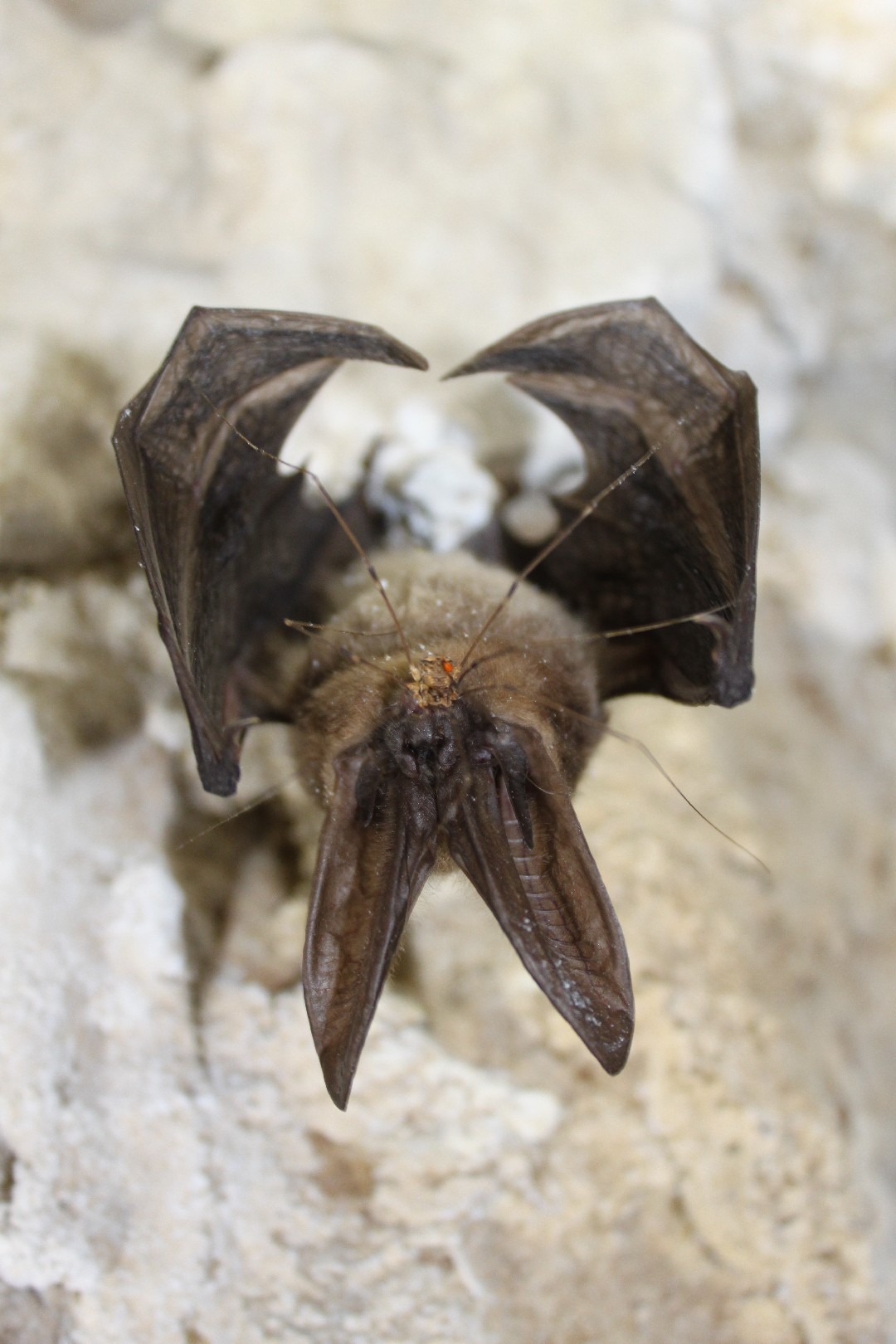 Long-eared bats (Corynorhinus)