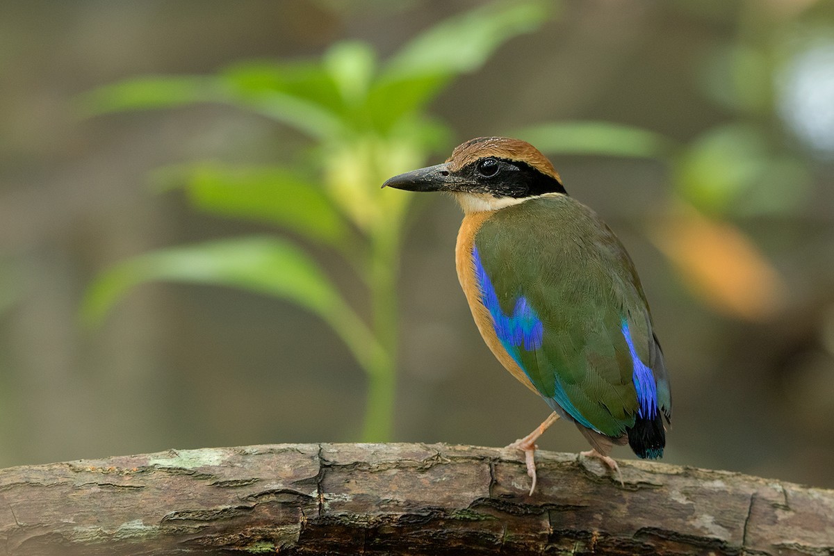 Brève des palétuviers (Pitta megarhyncha)