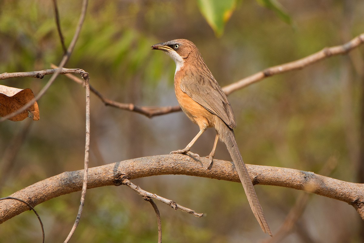 White-throated Babbler (Argya gularis)