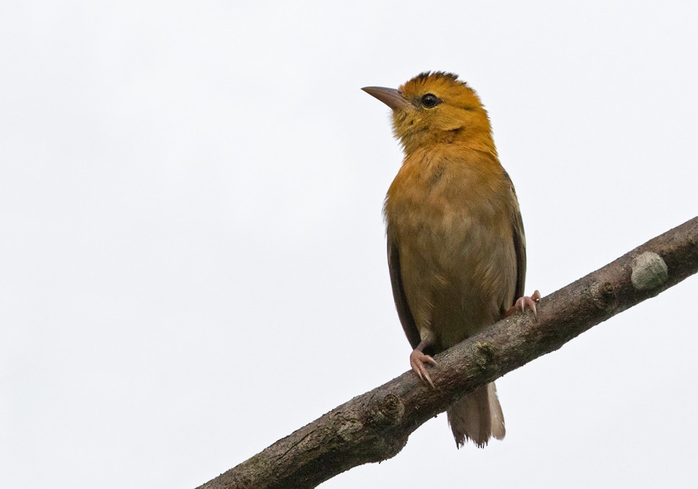 Sao tome weaver (Ploceus sanctithomae)