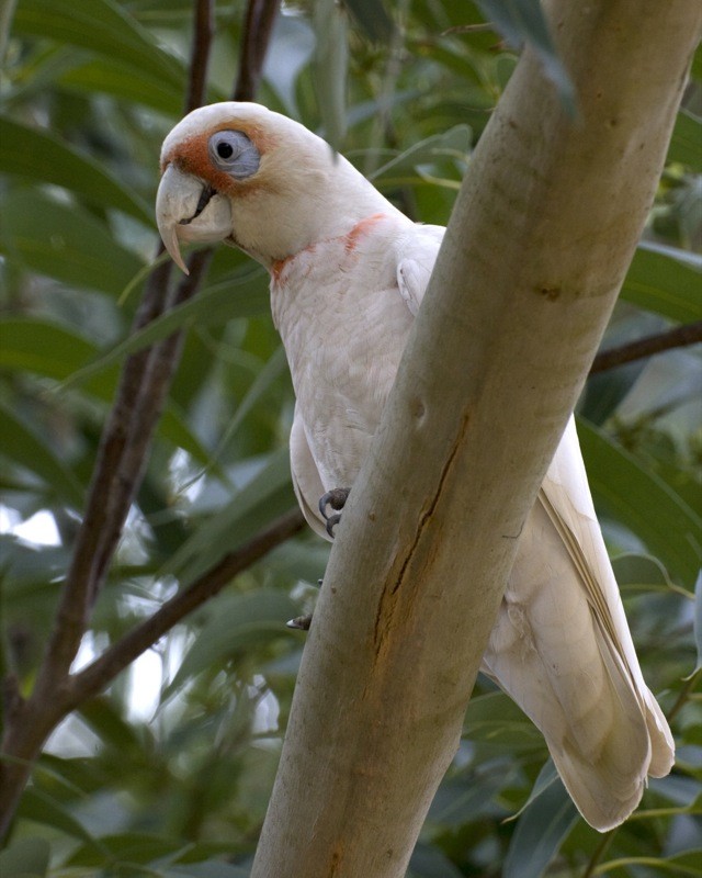 Cacatúa picofina (Cacatua tenuirostris)
