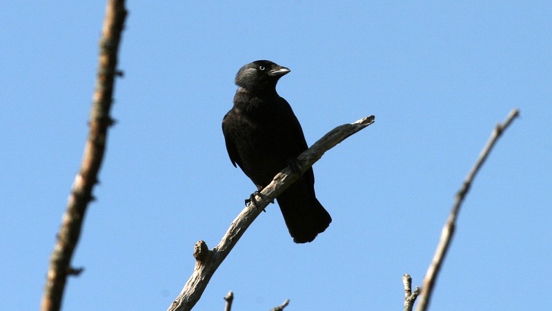 Gralha-de-nuca-cinzenta (Coloeus monedula)