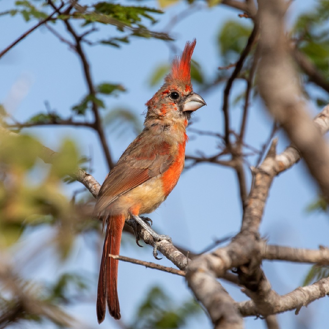 Cardinalis phoeniceus (Cardinalis phoeniceus)