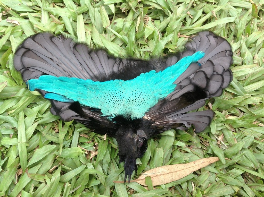 Uccello del paradiso superbo (Lophorina superba)
