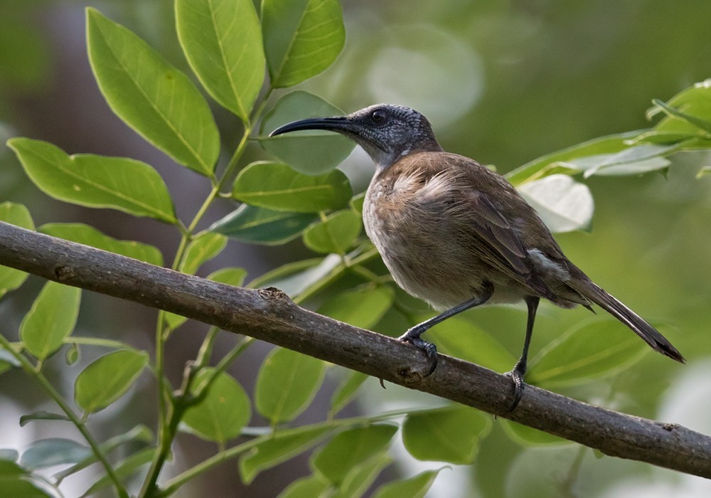 Glycifohia (Glycifohia)